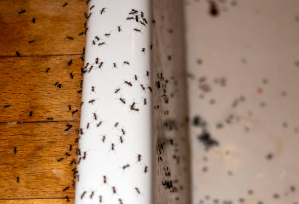 Best Flea Control Services  in Campbellsport, WI