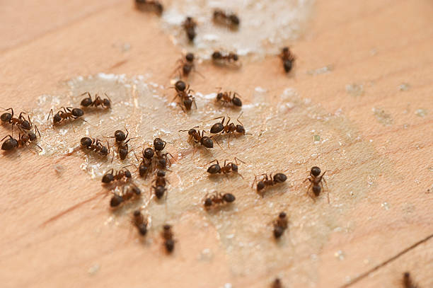 Best Mosquito Control Services  in Campbellsport, WI
