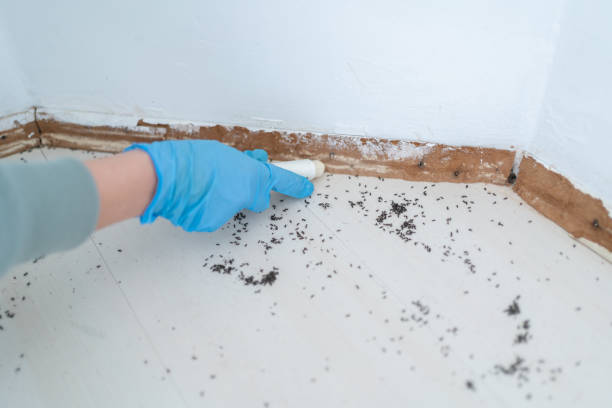 Wasp Removal Services in Campbellsport, WI
